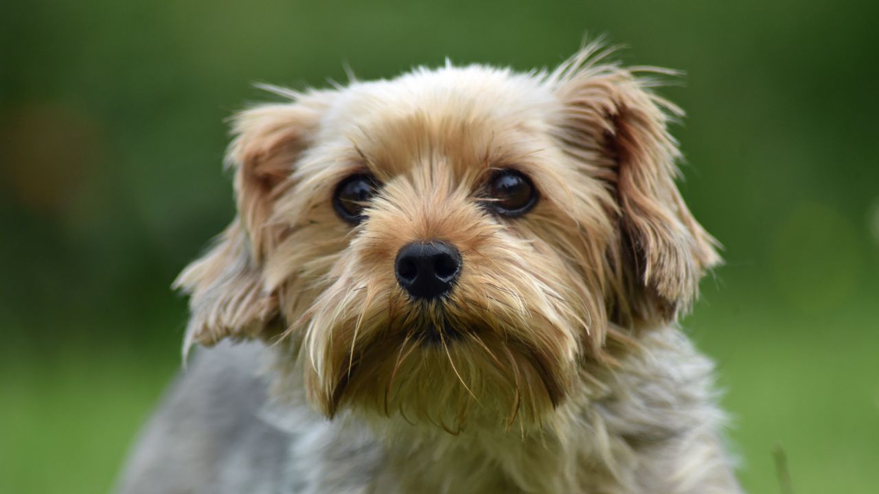 Обои собака, взгляд, питомец, шерсть, милый