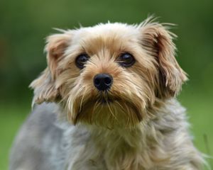 Превью обои собака, взгляд, питомец, шерсть, милый