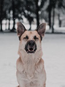 Превью обои собака, забавный, милый, снег