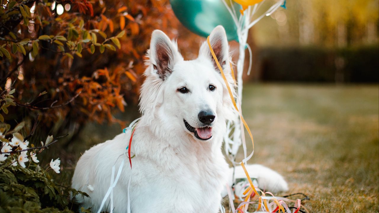 Обои собака, животное, белый, питомец, воздушные шарики, мяч