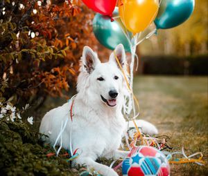 Превью обои собака, животное, белый, питомец, воздушные шарики, мяч