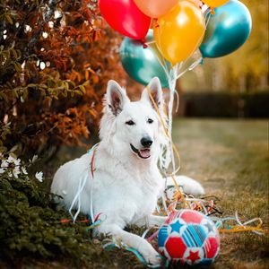 Превью обои собака, животное, белый, питомец, воздушные шарики, мяч