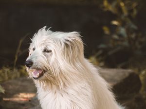 Превью обои собака, животное, питомец, пушистый, белый