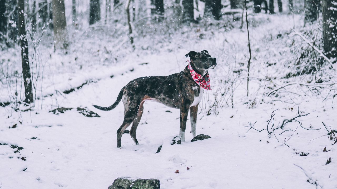 Обои собака, зима, лес, прогулка, снегопад
