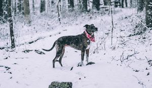Превью обои собака, зима, лес, прогулка, снегопад