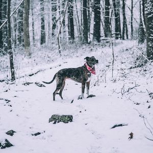 Превью обои собака, зима, лес, прогулка, снегопад