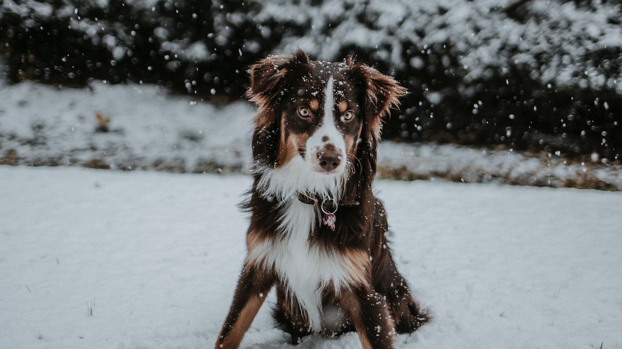 Обои собака, зима, снег, игривый