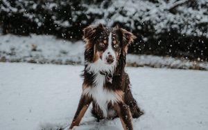 Превью обои собака, зима, снег, игривый
