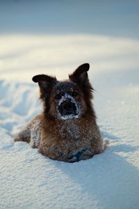 Превью обои собака, зима, снег, игривый