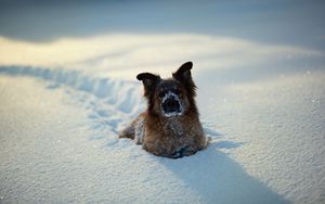 Превью обои собака, зима, снег, игривый