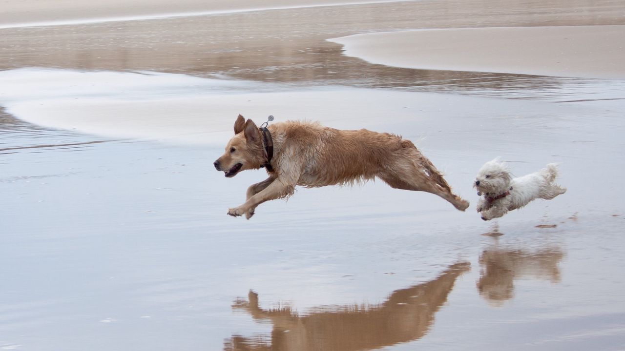 Обои собаки, бежать, прыжок, вода