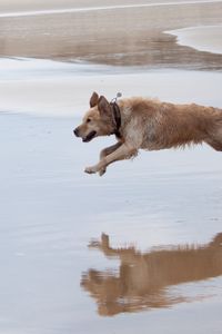 Превью обои собаки, бежать, прыжок, вода