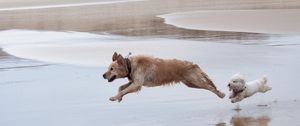 Превью обои собаки, бежать, прыжок, вода