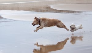 Превью обои собаки, бежать, прыжок, вода
