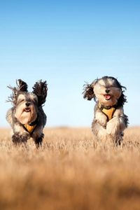 Превью обои собаки, бежать, трава, ветер