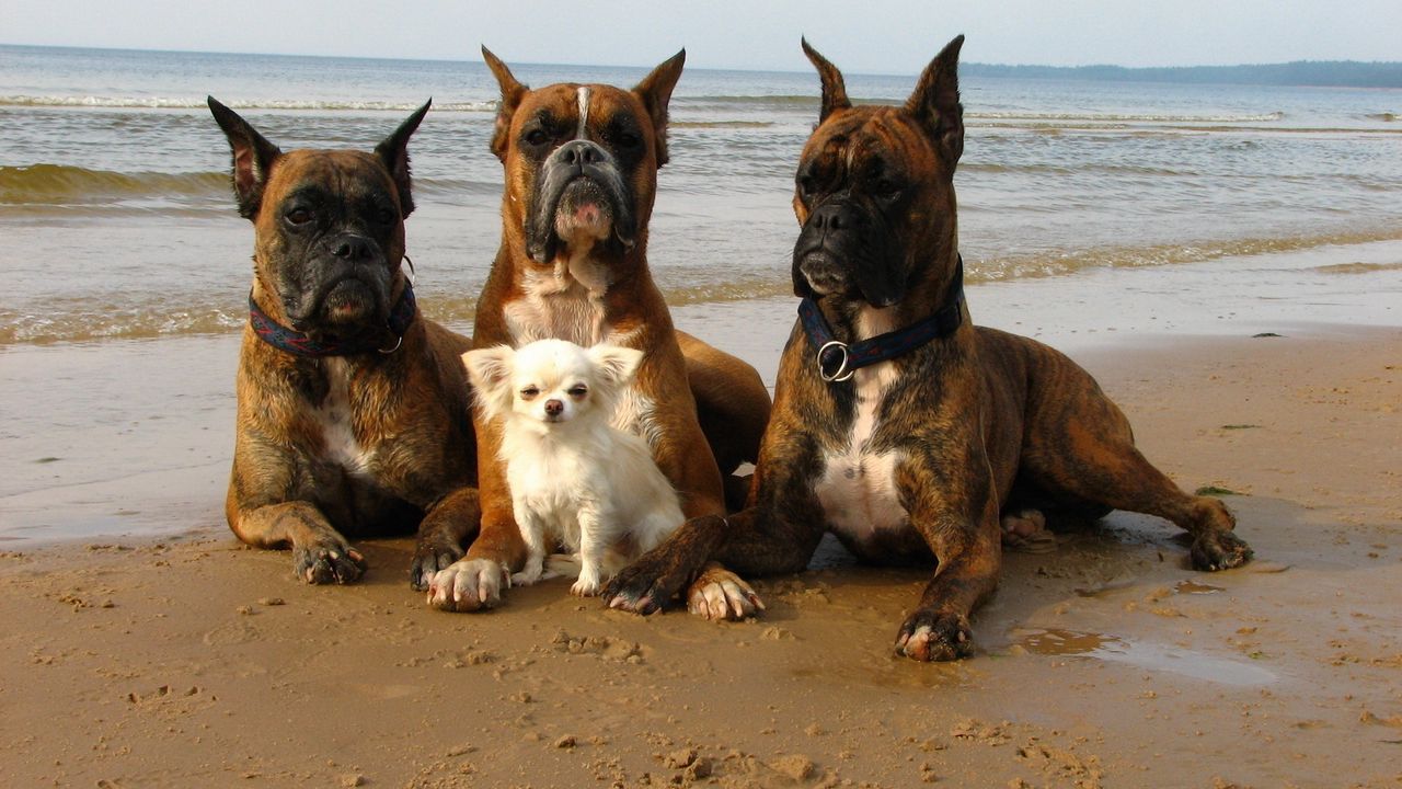 Обои собаки, боксеры, песок, берег, маленький