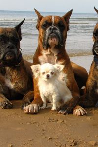 Превью обои собаки, боксеры, песок, берег, маленький
