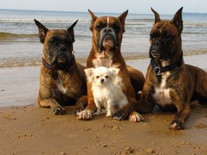 Превью обои собаки, боксеры, песок, берег, маленький