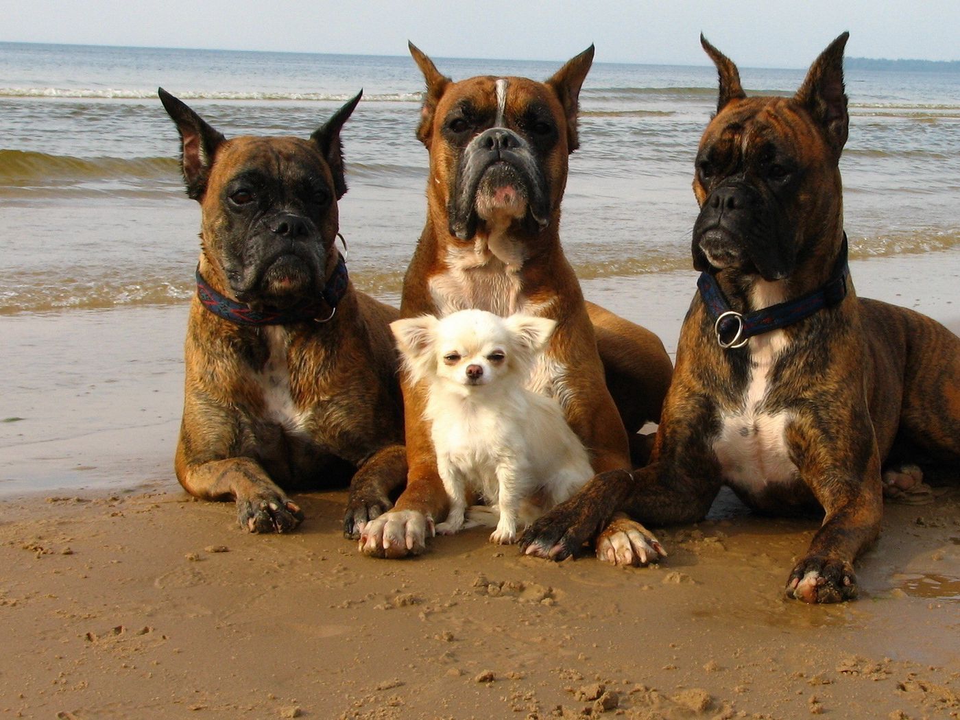 породы охранных собак с фотографиями