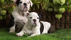 Превью обои собаки, бульдог, пятнистый, черный, белый, трава, лежать, пара