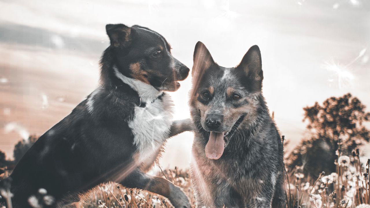 Обои собаки, игривый, высунутый язык, поле, одуванчики