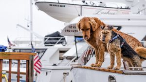 Превью обои собаки, лодка, пара