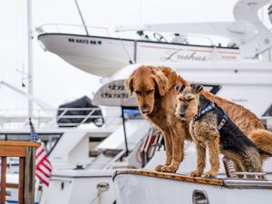 Превью обои собаки, лодка, пара