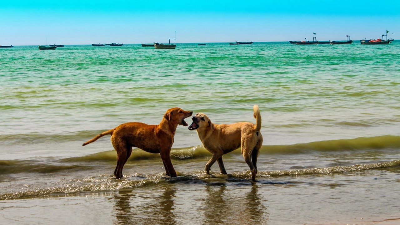 Обои собаки, море, игривые, небо, лето