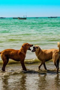 Превью обои собаки, море, игривые, небо, лето