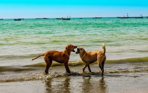 Превью обои собаки, море, игривые, небо, лето