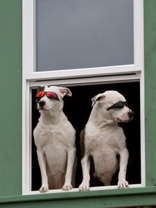 Превью обои собаки, окно, солнцезащитные очки, пара, сидеть, ожидание, охрана