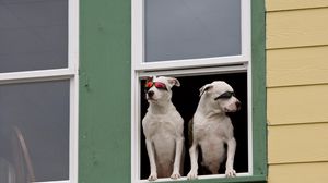 Превью обои собаки, окно, солнцезащитные очки, пара, сидеть, ожидание, охрана