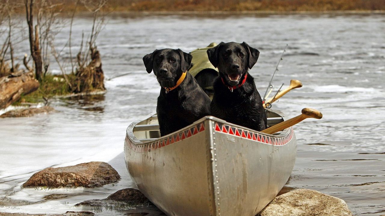 Обои собаки, пара, лодка, камни, река