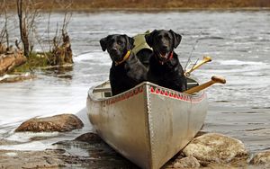 Превью обои собаки, пара, лодка, камни, река