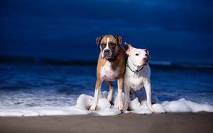 Превью обои собаки, пара, море, волны, берег