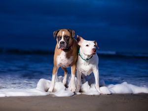 Превью обои собаки, пара, море, волны, берег