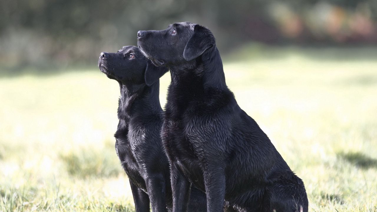 Обои собаки, пара, наблюдать, трава
