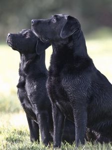 Превью обои собаки, пара, наблюдать, трава