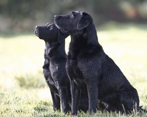Превью обои собаки, пара, наблюдать, трава