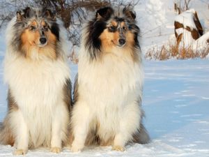 Превью обои собаки, пара, снег, сидеть