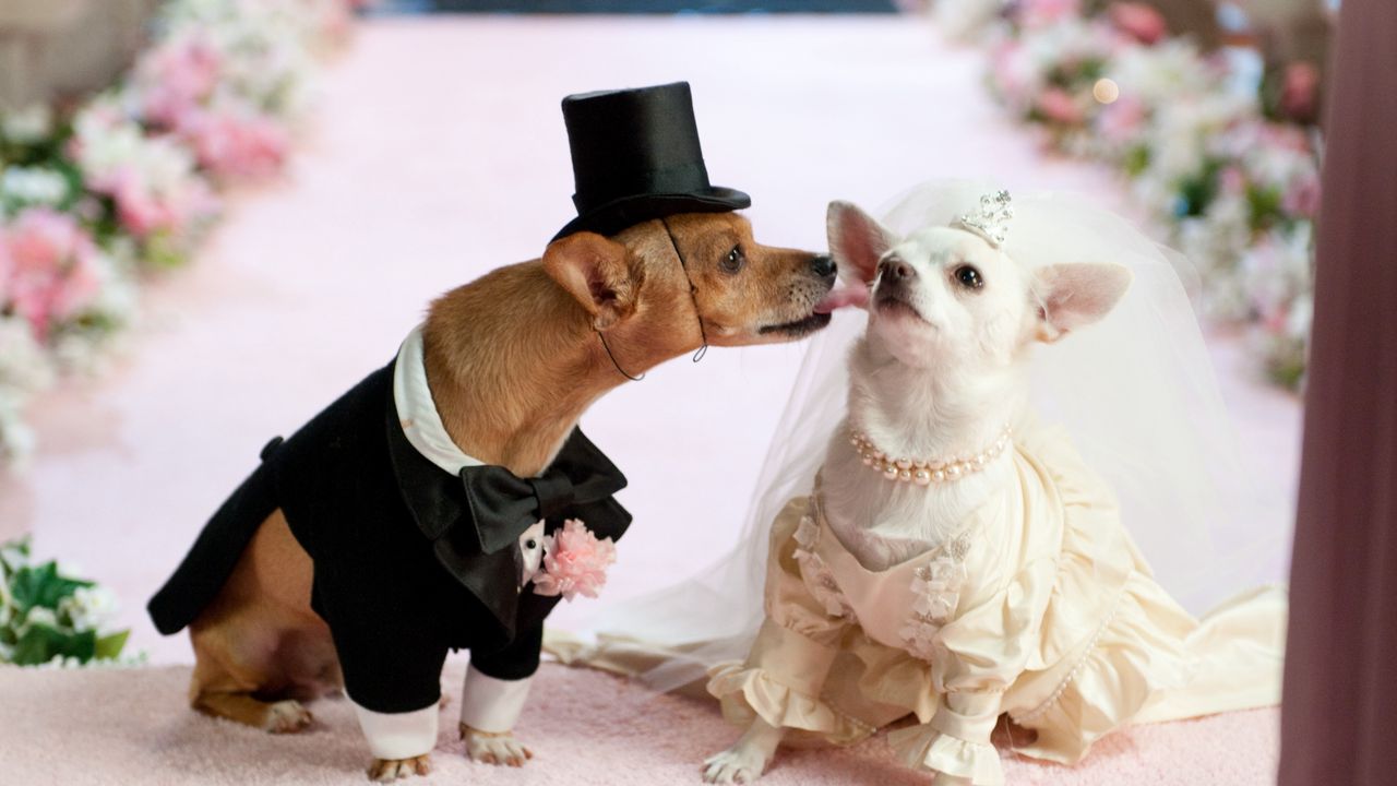 Обои собаки, пара, свадьба, костюм