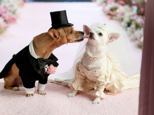 Превью обои собаки, пара, свадьба, костюм