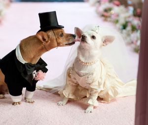 Превью обои собаки, пара, свадьба, костюм