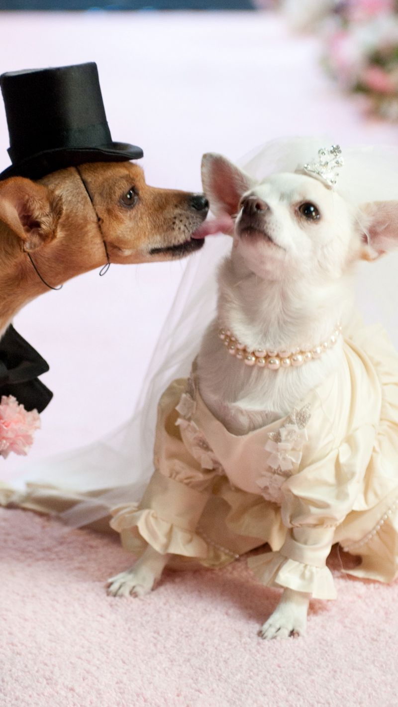 Собаки жених и невеста