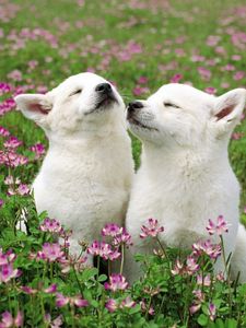 Превью обои собаки, пара, трава, цветы, поле, нежность