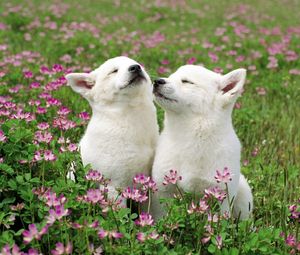 Превью обои собаки, пара, трава, цветы, поле, нежность