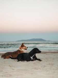Превью обои собаки, питомцы, пляж