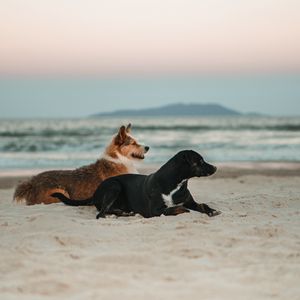 Превью обои собаки, питомцы, пляж