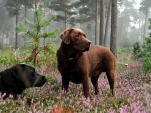 Превью обои собаки, поляна, трава, цветы, лежать, отдых