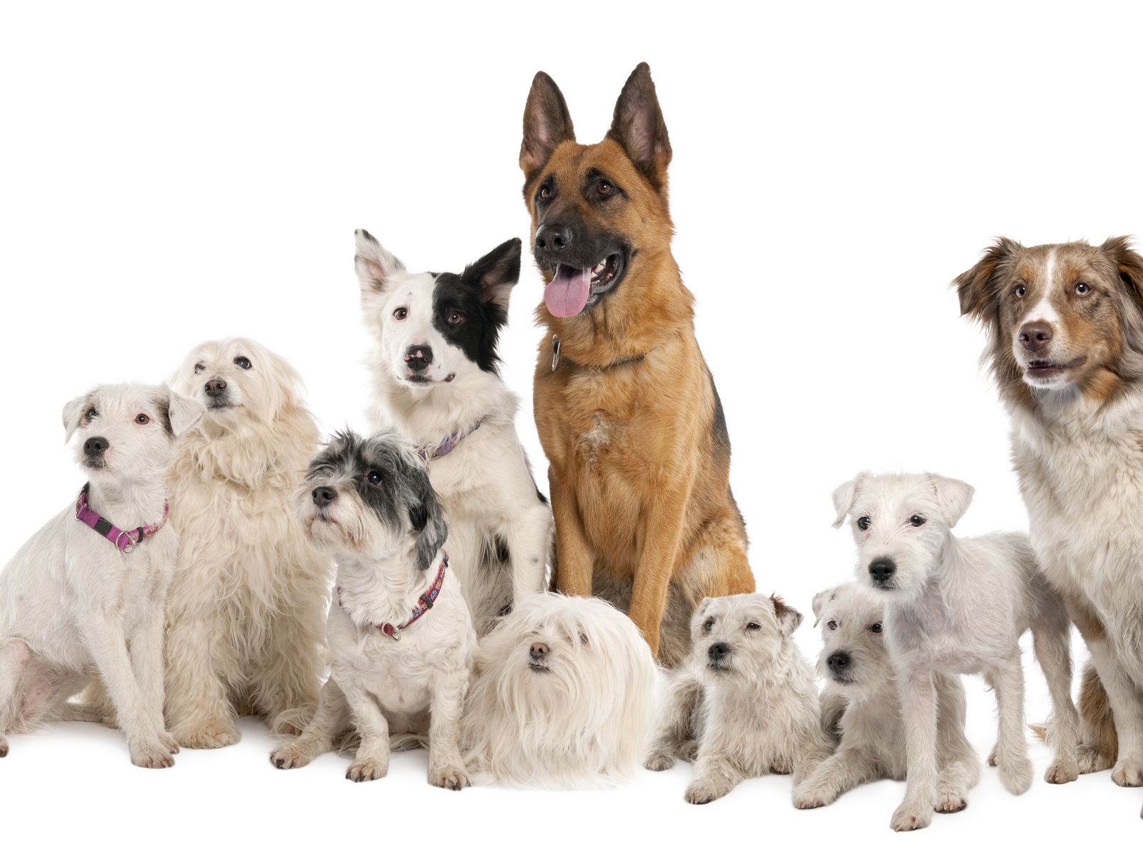 5 группа собак. Разные собаки. Собака на белом фоне. Щенок на белом фоне. Много собак.